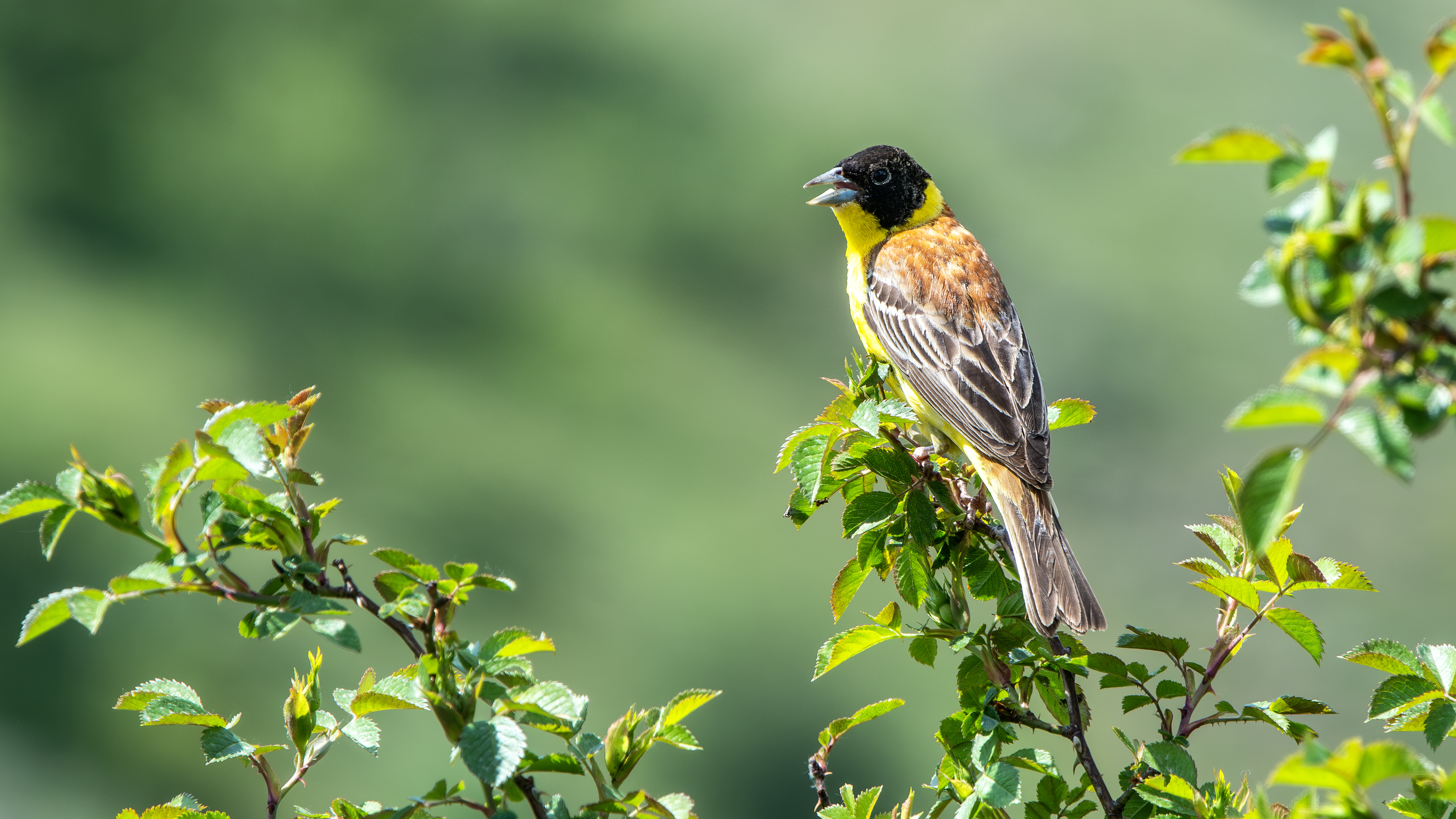 Black-headed Bunting
